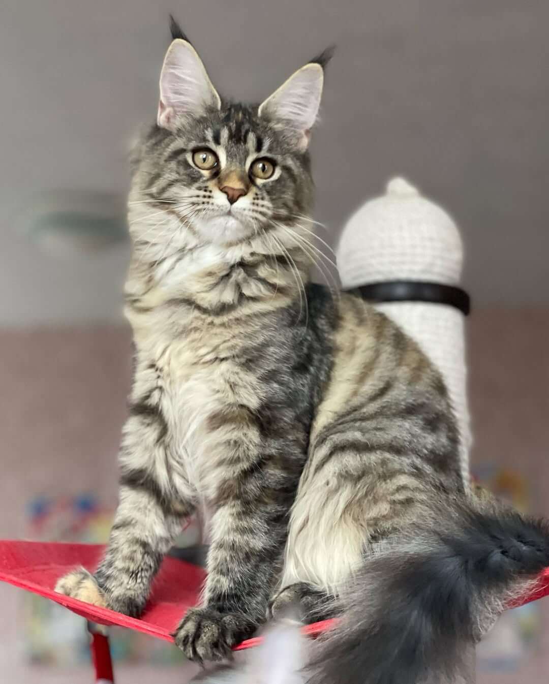 Bella