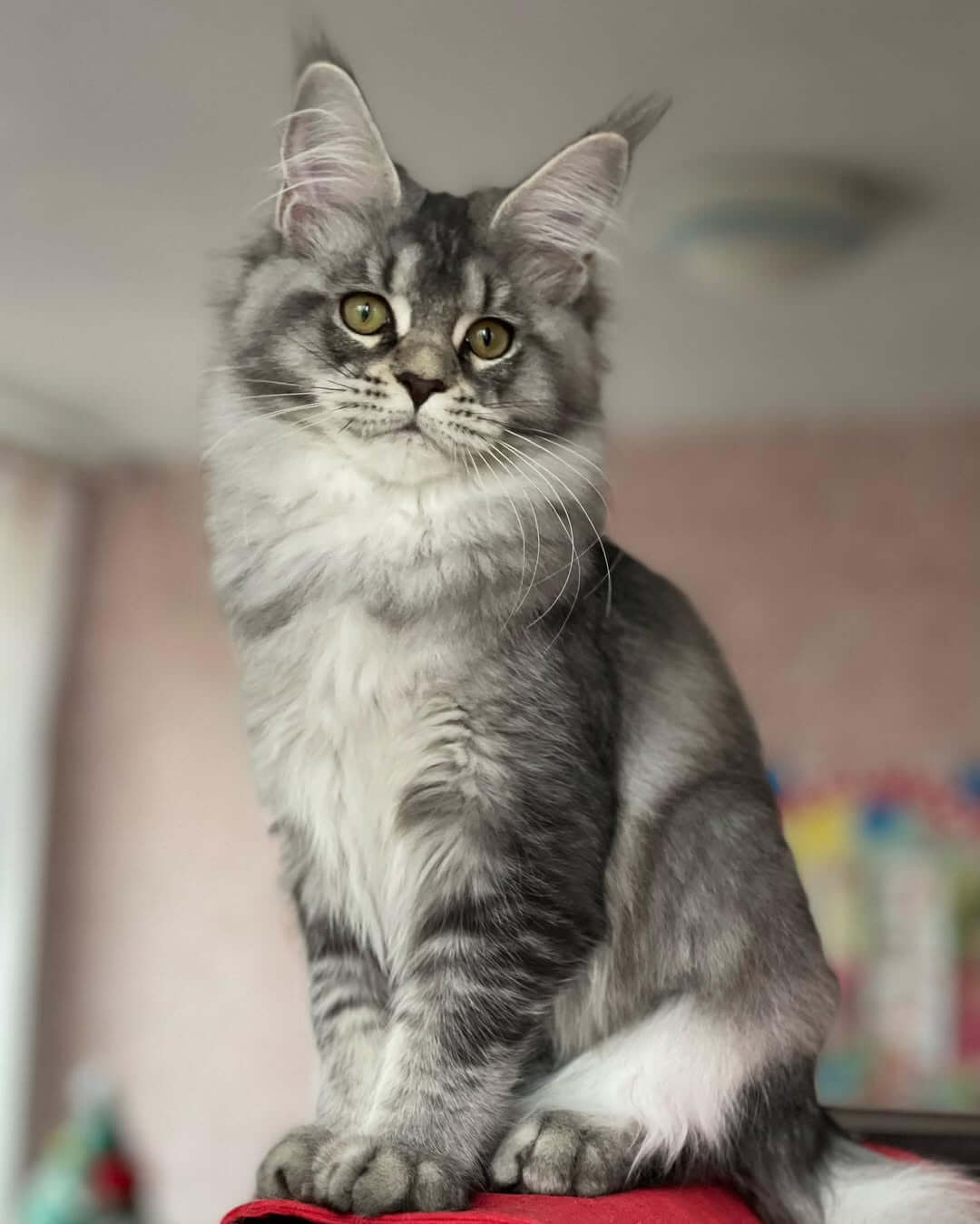 Chloe