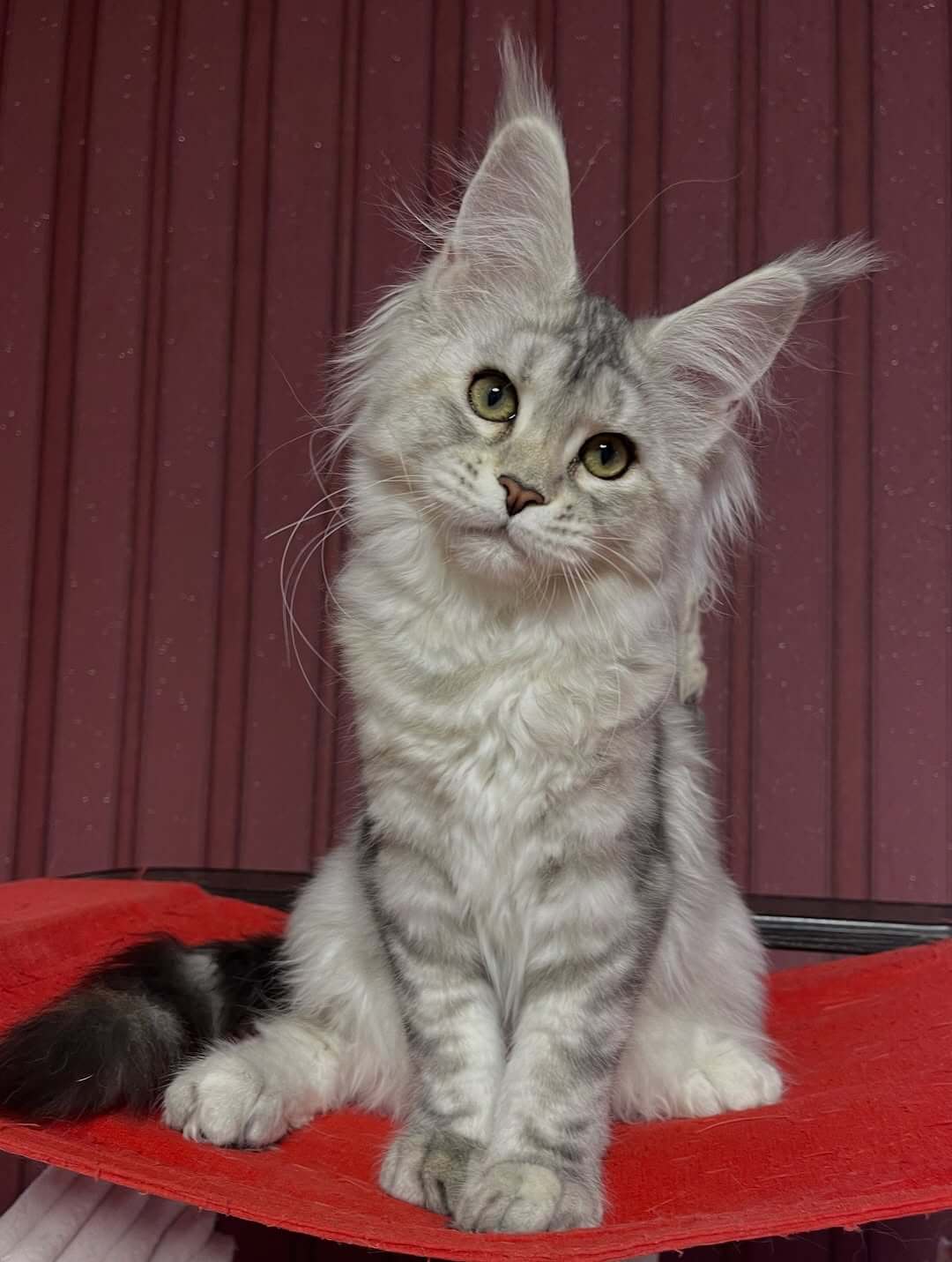 Jerry