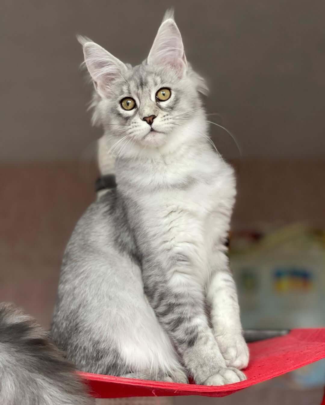 Jasper