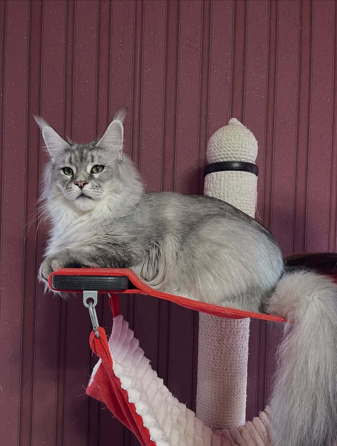 Lily