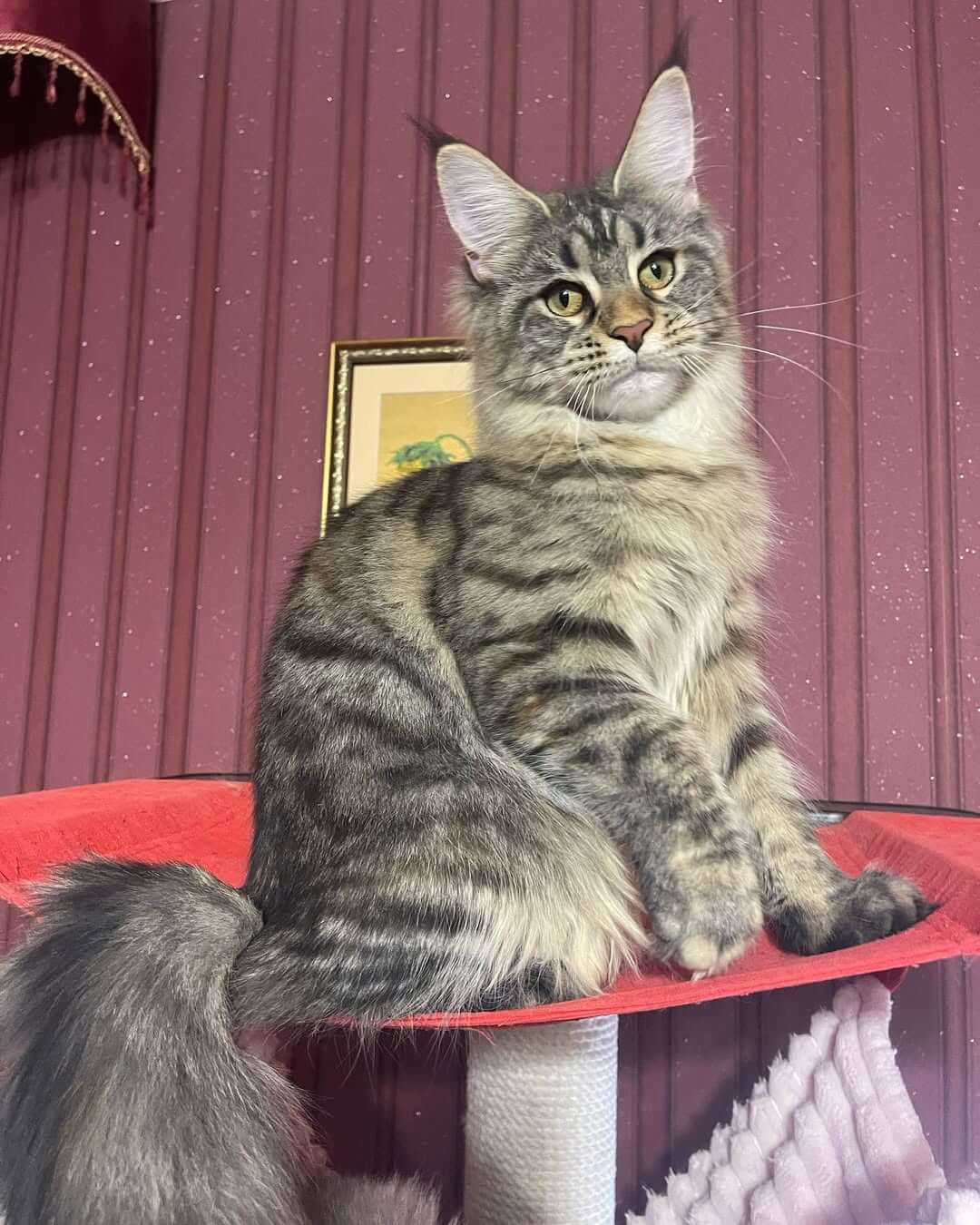 Loki