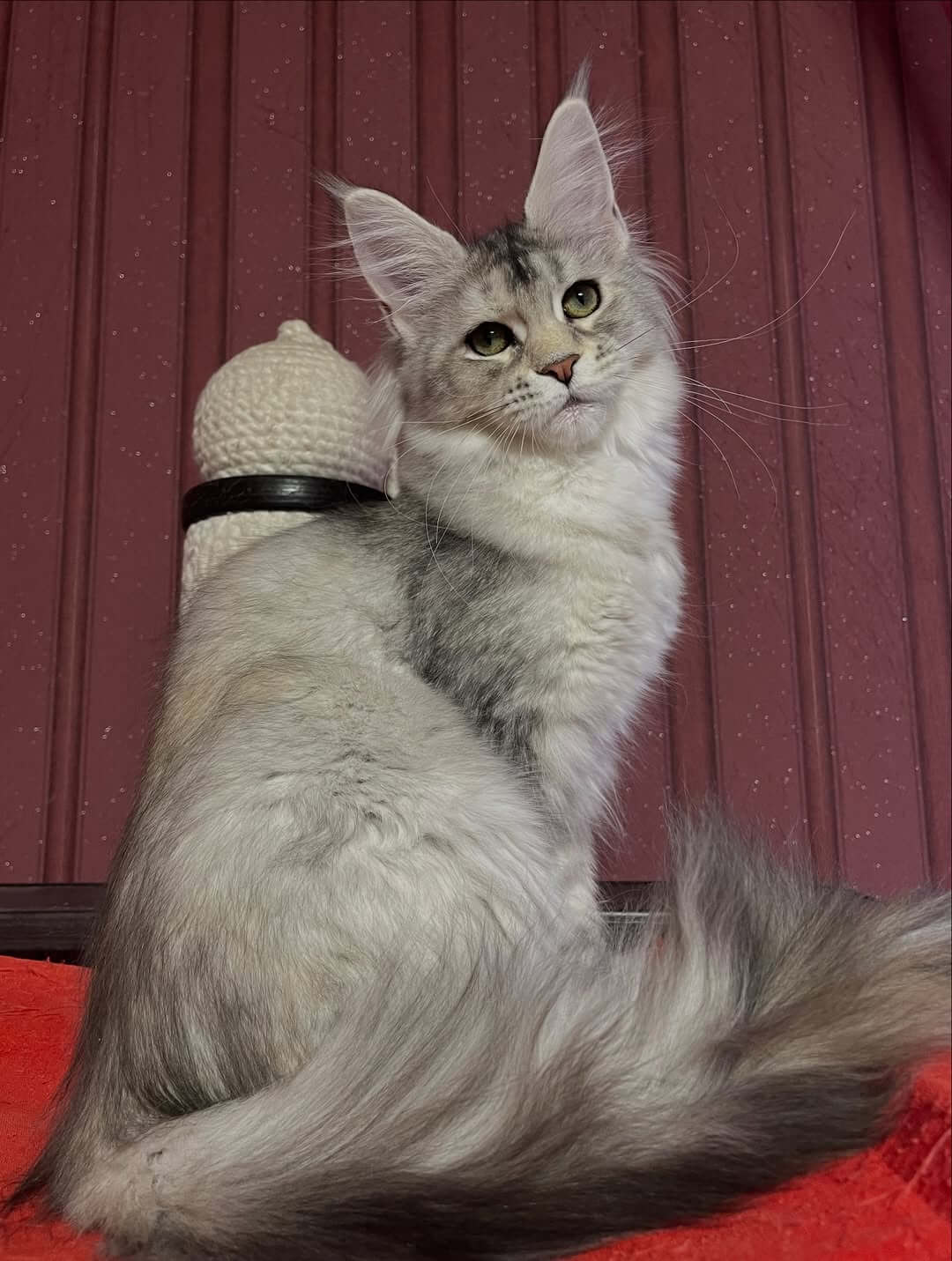 Lucy