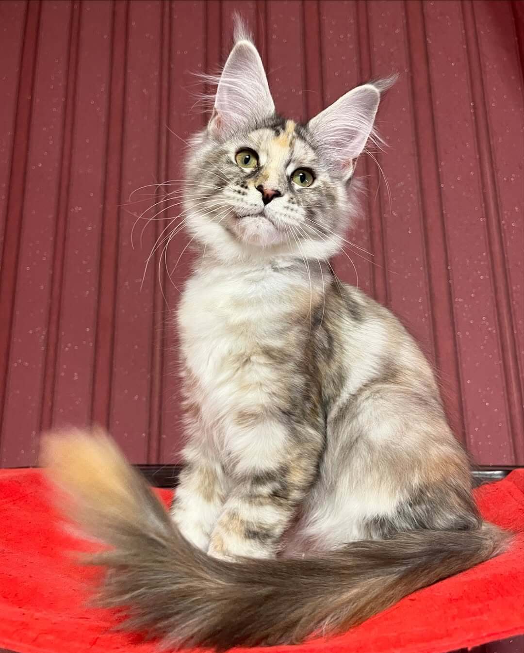 Luna