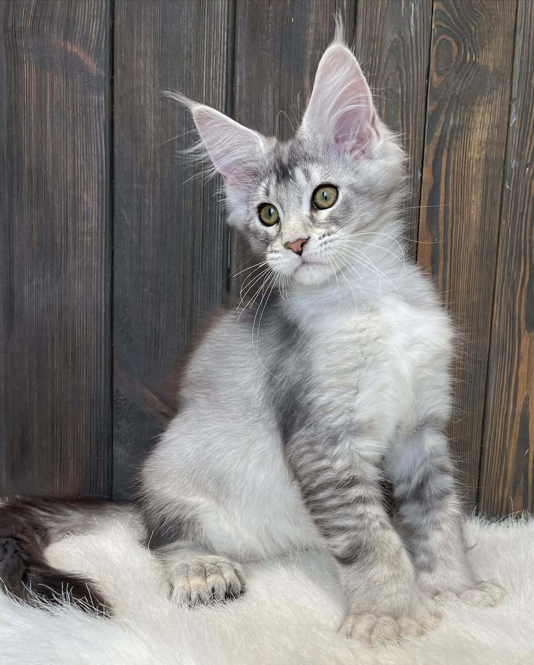 Milo