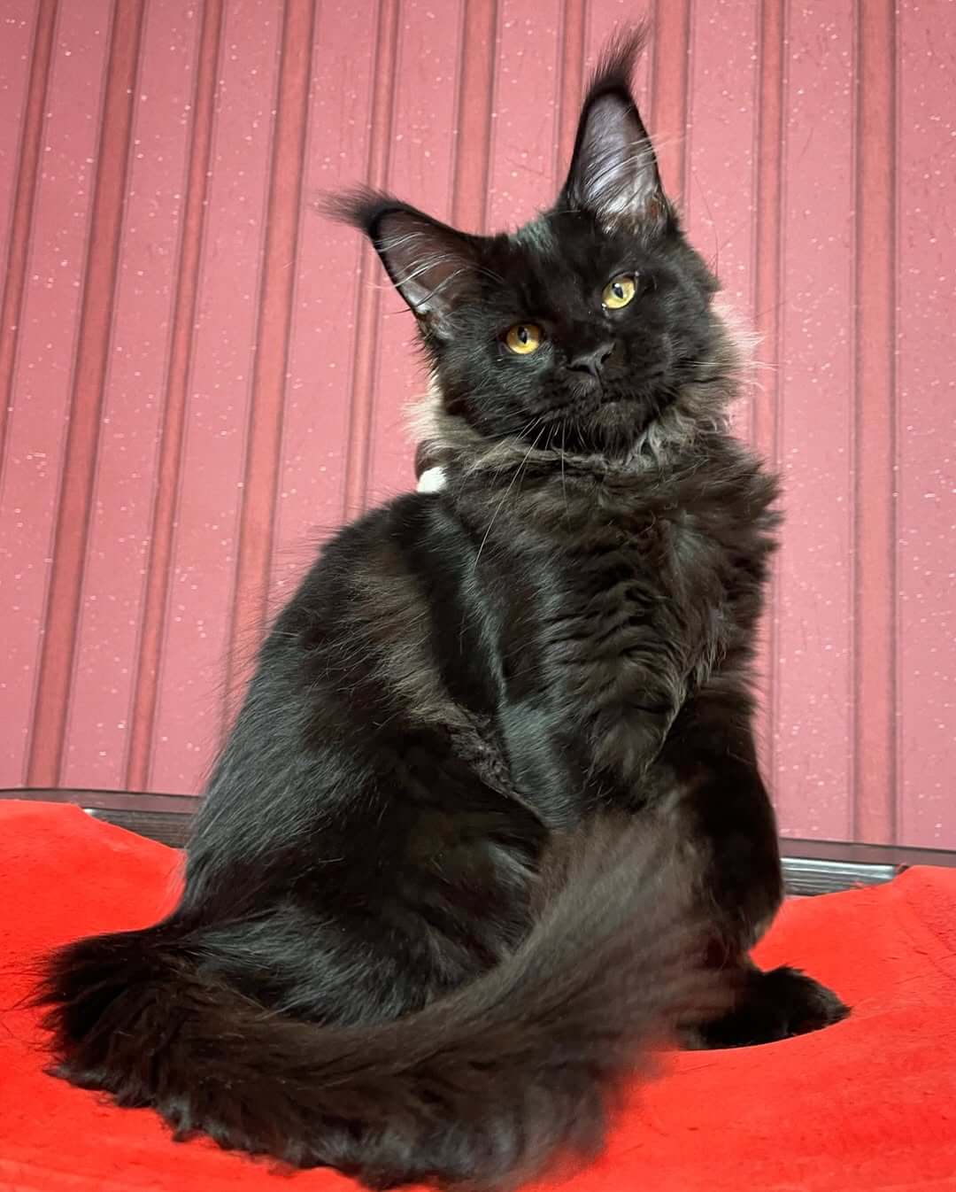 Sophie