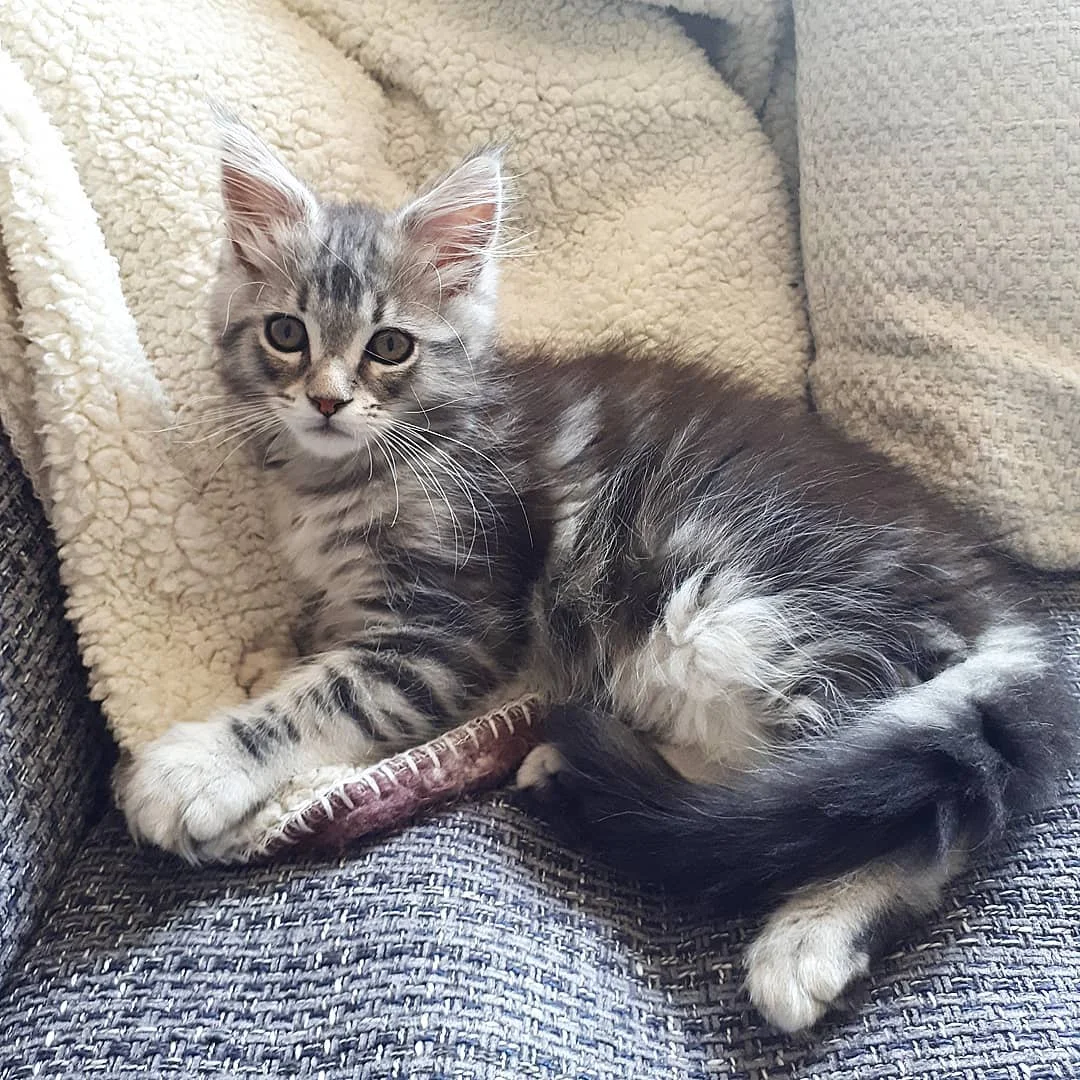 Hana