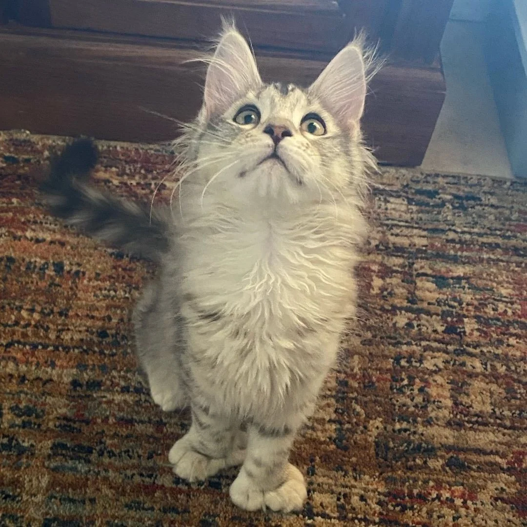 Luna