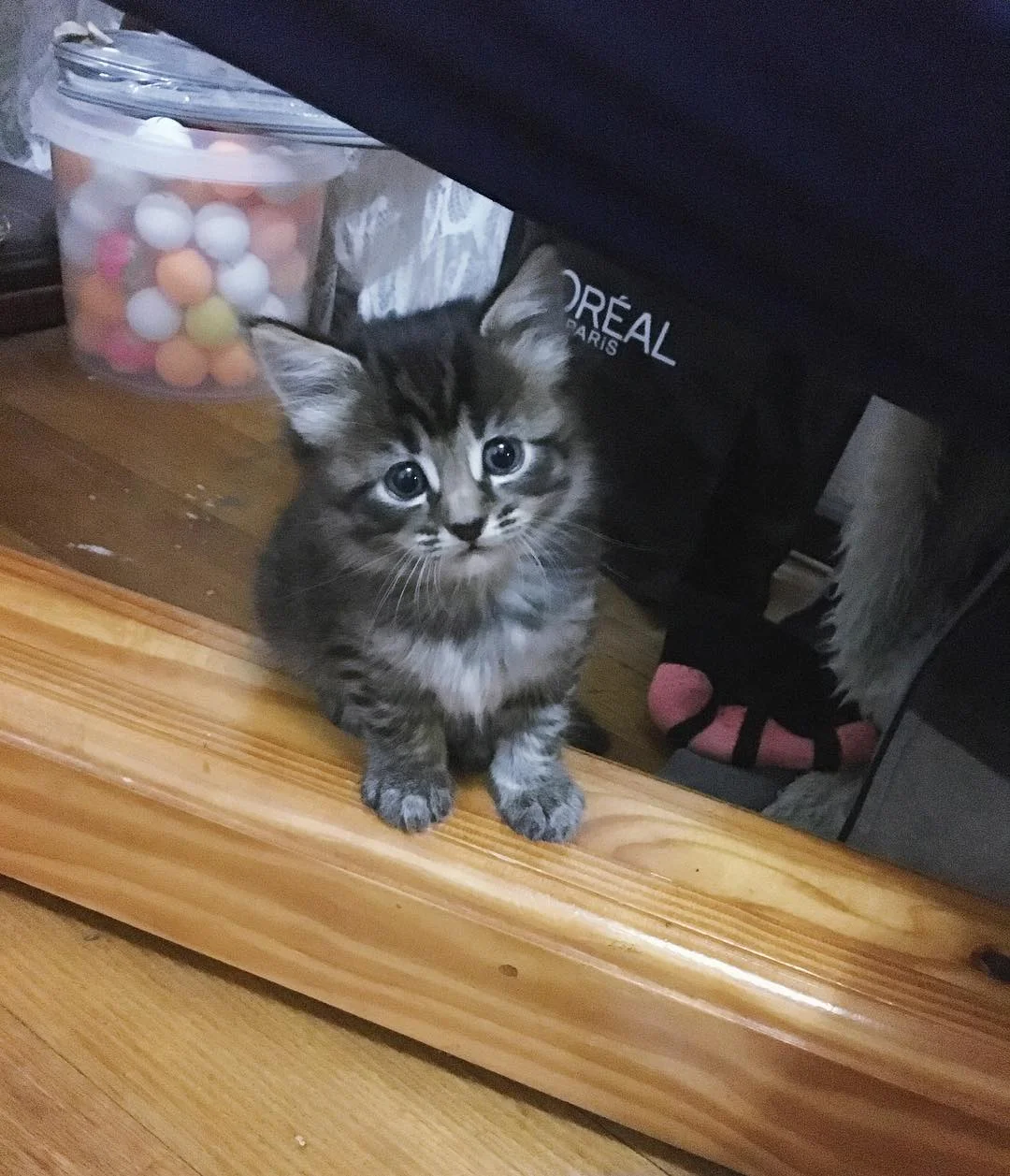 Teddy